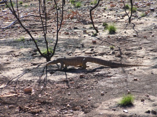 23 Purnululu Picaninny Creek Lizard
