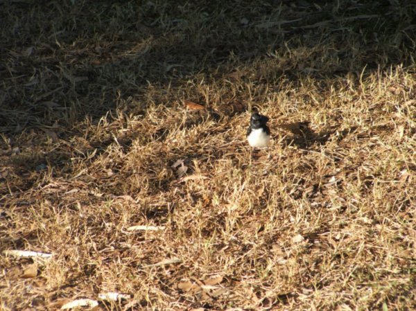 Fitzroy Crossing campground Willy Wagtail