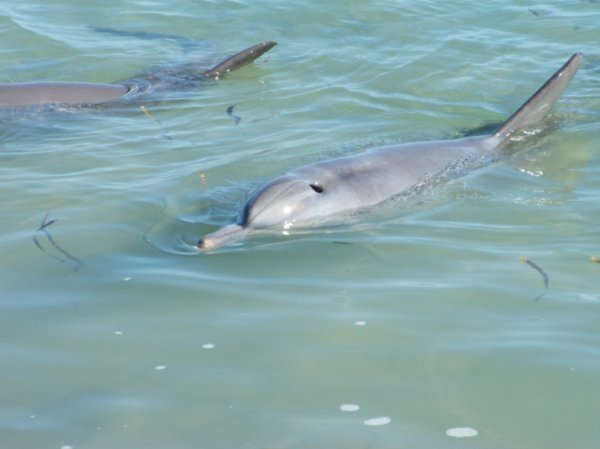 Dolphins at Monkey Mia