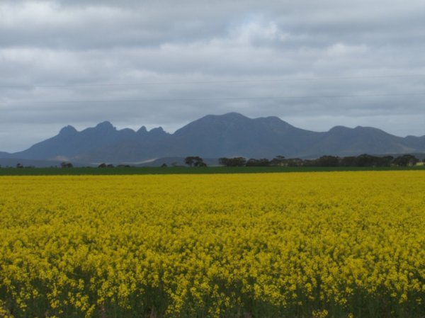 Stirling Ranges & Canola fields