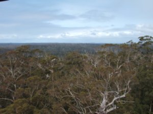 View from Bicentennial Tree
