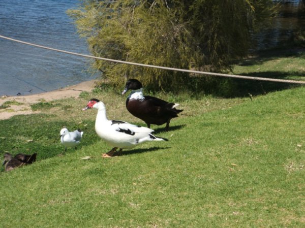 Local ducks, Northam