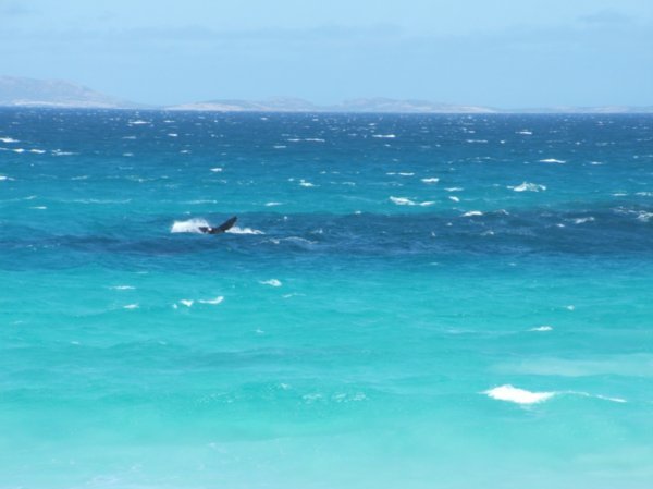 Southern Right Whales, Cape Arid 