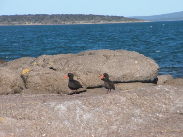 Sooty Oystercatchers, Fishermans Point