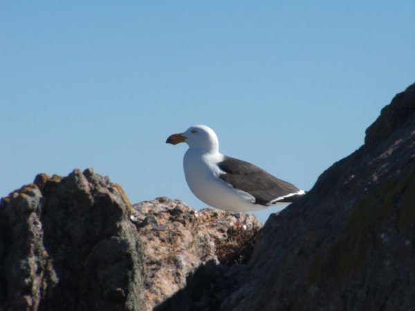 Pacific Gull, Fishermans Point