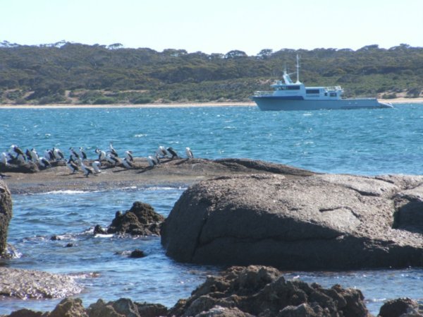 Pied Cormorants, Fishermans Point
