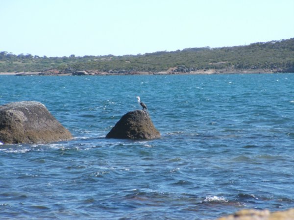 White-Necked Heron, Fishermans Point