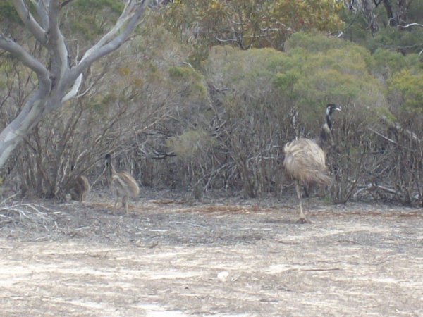 Emu with chicks, Lincoln NP
