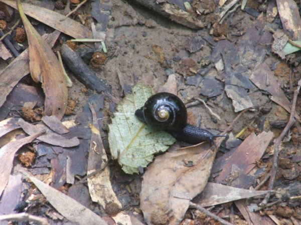 Black Otway Snail