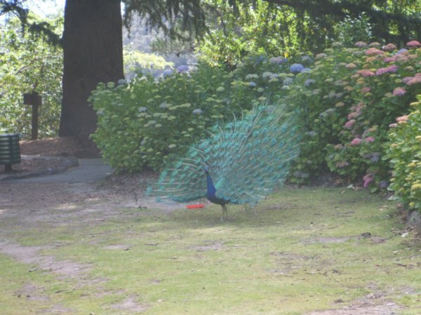 Peacock showing plumage, Cataract Gorge