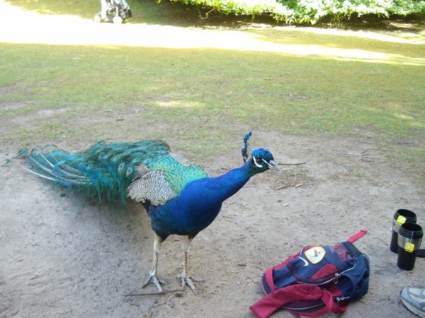 Brazen peacock,  Cataract Gorge