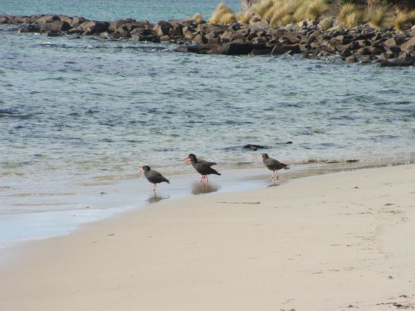 (more) Pied Oystercatchers