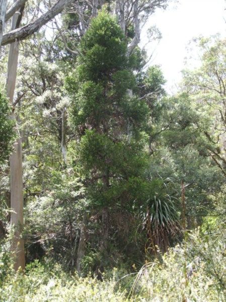 King Billy Pine, Dove Lake Circuit