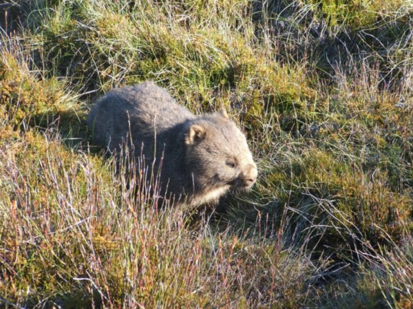 Common Wombat