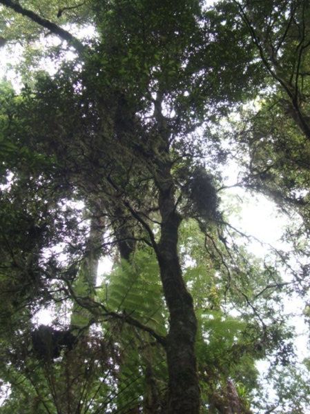 Leatherwood Tree