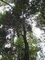 Leatherwood Tree