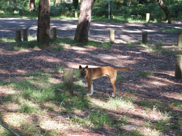 Wild dog at Yagon camp ground