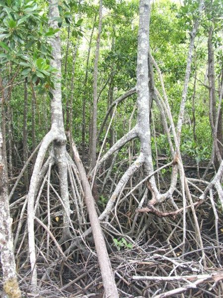 Stilted Roots, Mangrove Boardwalk