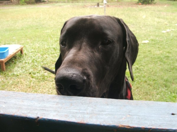 Tycho, Great Dane 'pup'