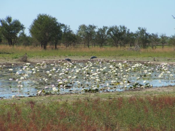 Wetlands near Norman River