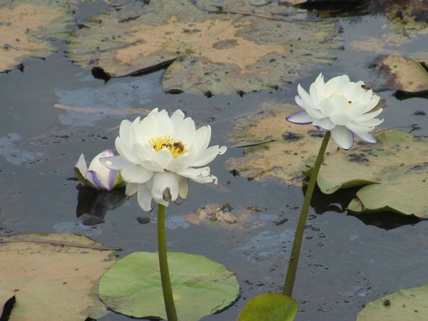 White Lily Lagoon