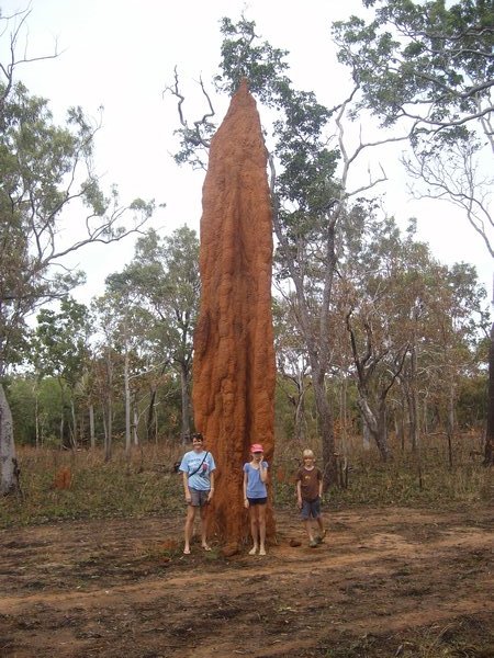 World's tallest termite mound?
