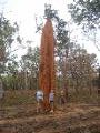 World's tallest termite mound?