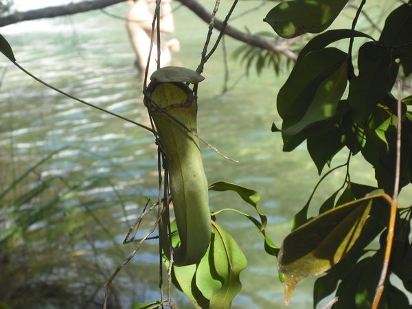 Pitcher Plant at Twin Falls