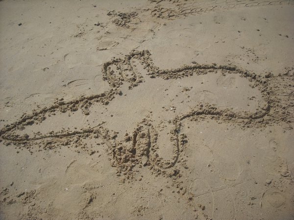 Croc on the beach
