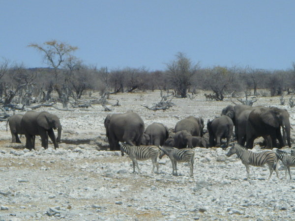 Etosha - zebra and elephants