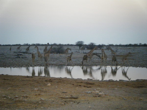 Giraffes at Etosha
