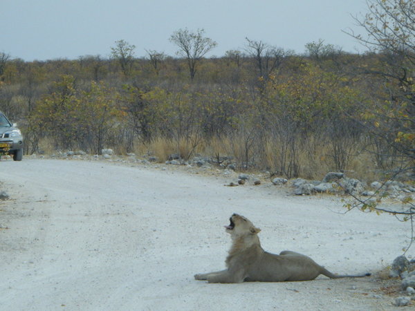 Lioness on the road at Etosha