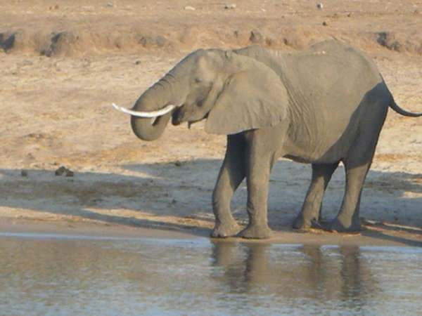 Elephant by the river