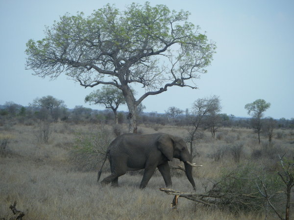 1 - Elephant