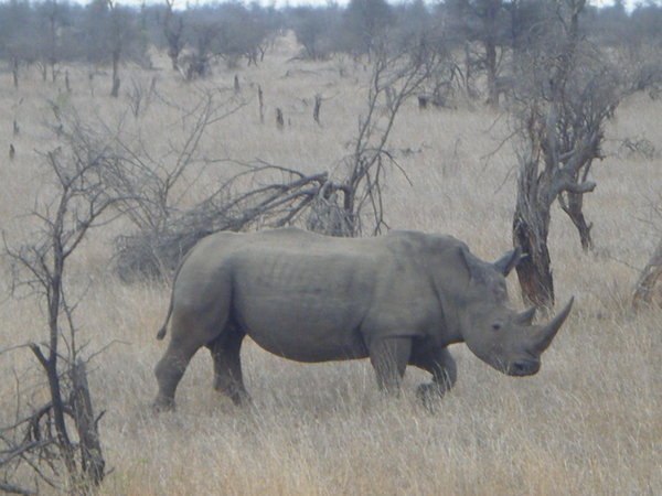 4 - Rhino