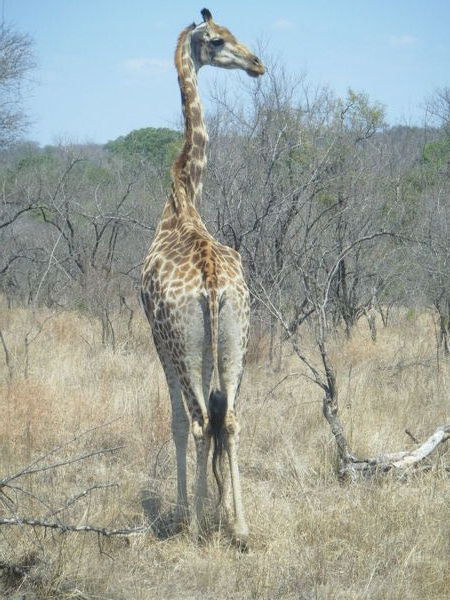 Giraffe...looking right