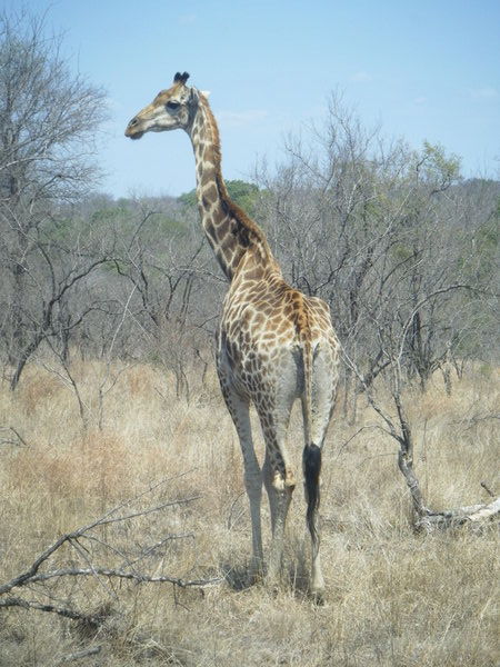 Giraffe...looking left