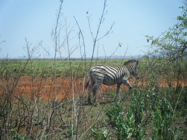 Strolling passed zebra