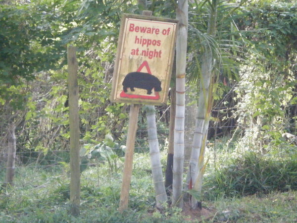 Hippos rule in St Lucia