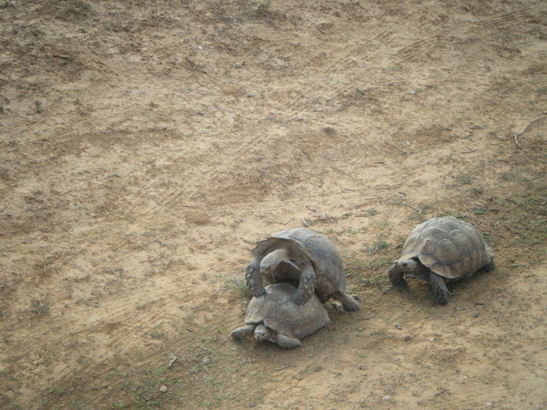 Tortoise threesome??