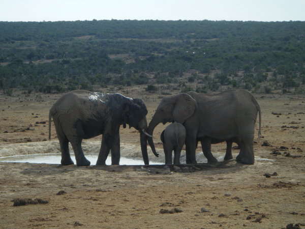 The elephants of Addo