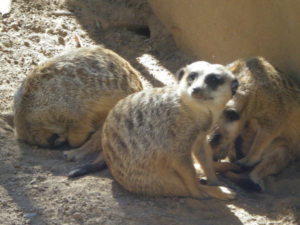 ....and more meerkats!
