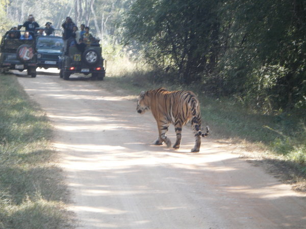Tiger crossing the road!