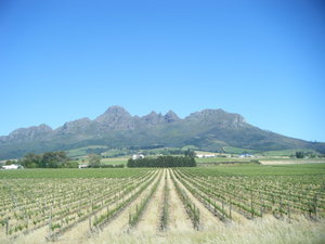 The Vineyards of Stellenbosch