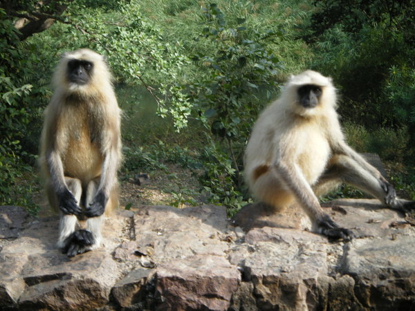 Cheeky Monkeys!