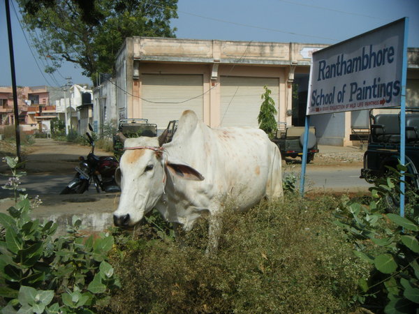 Street scene - cows are sacred