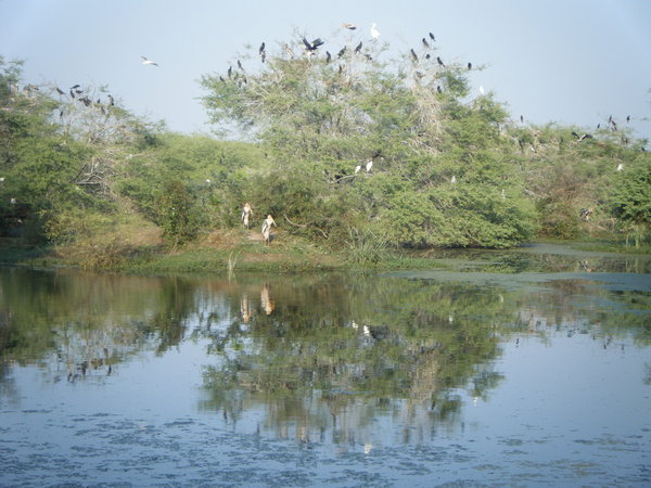 The herons at Keoladeo Ghana Bird Sanctuary