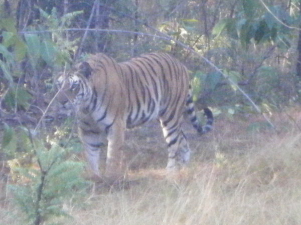 First sighting of a tiger