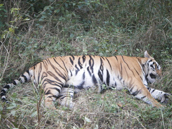 Crouching, sleeping tiger