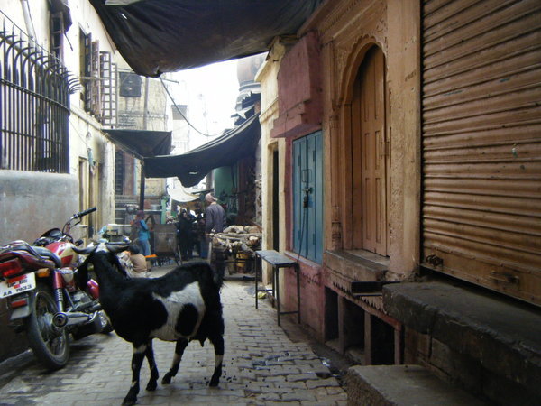 The narrow alleyways...and wildlife